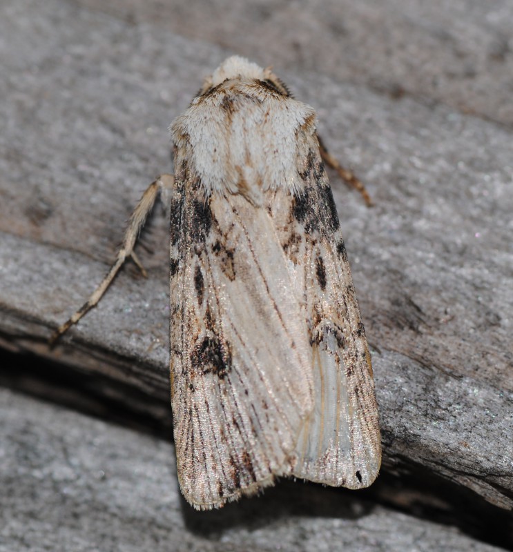 Identificazione - Noctuidae